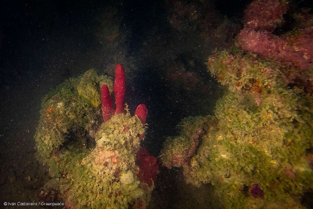 Arrecife de coral en la zona norte del estado de Veracruz en el Golfo de México.