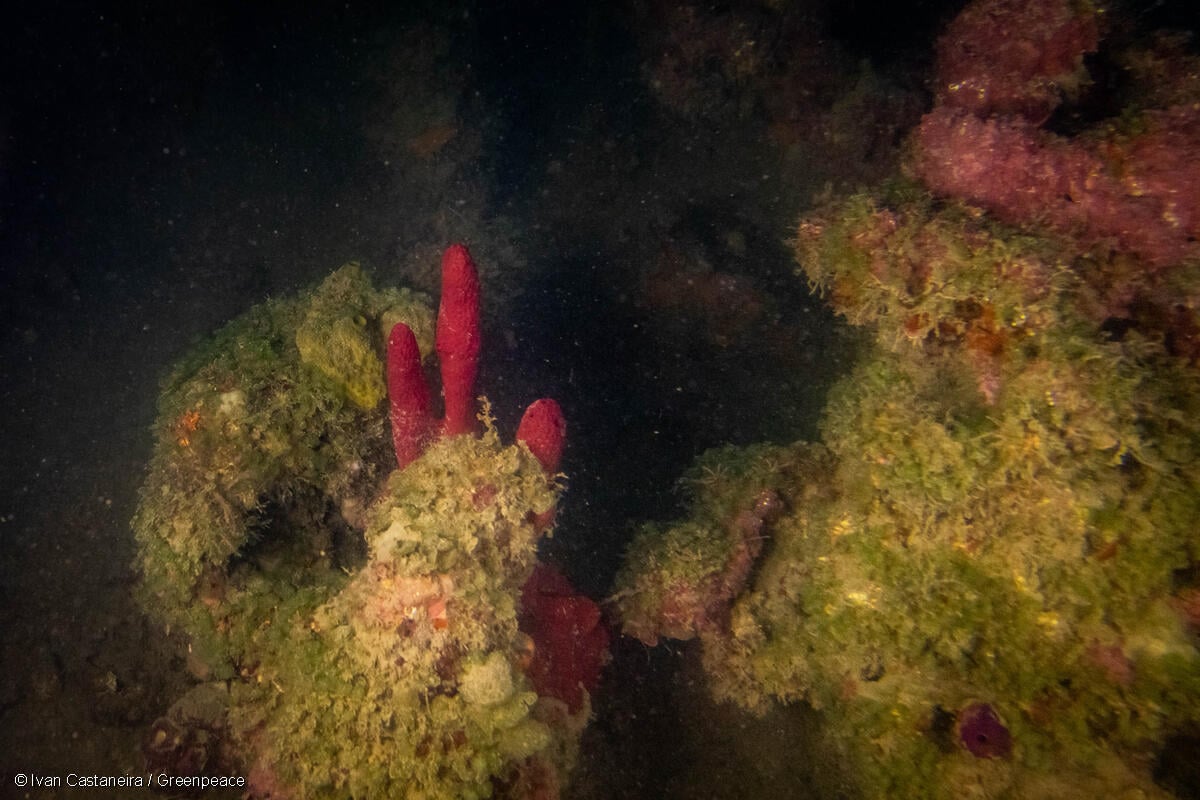 Arrecife de coral en la zona norte del estado de Veracruz en el Golfo de México.