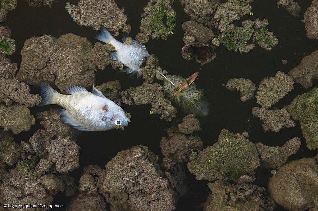 Fotografía de peces muertos que evidencia las consecuencias de las olas de calor y del cambio climático.