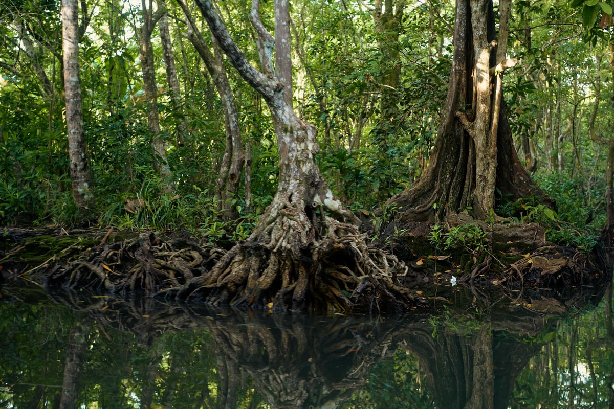 Tavolo Community Forest in Papua New Guinea. © Greenpeace / John Novis