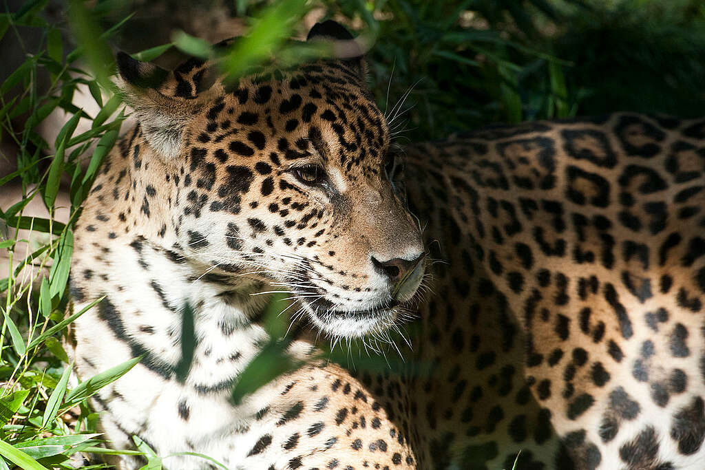 Jaguar in Calilegua National Park. © Martin Katz / Greenpeace
