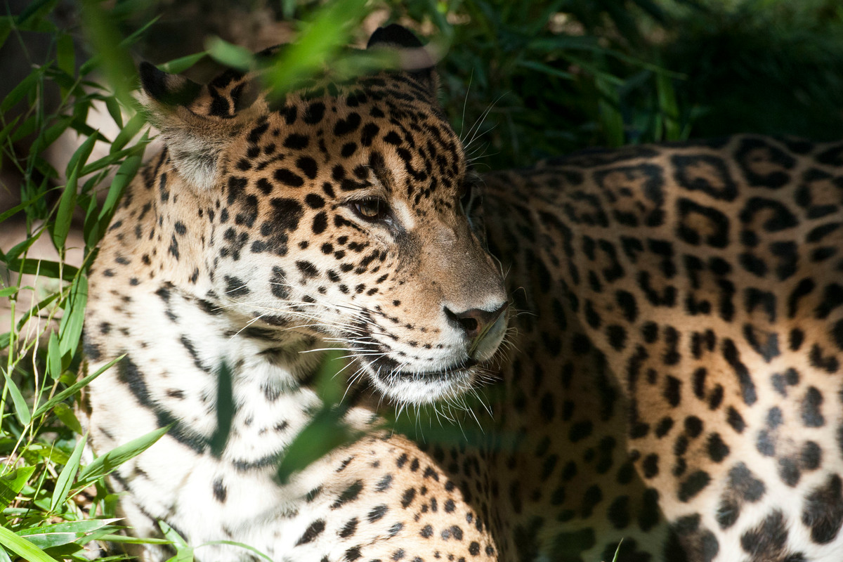 Jaguar in Calilegua National Park. © Martin Katz / Greenpeace