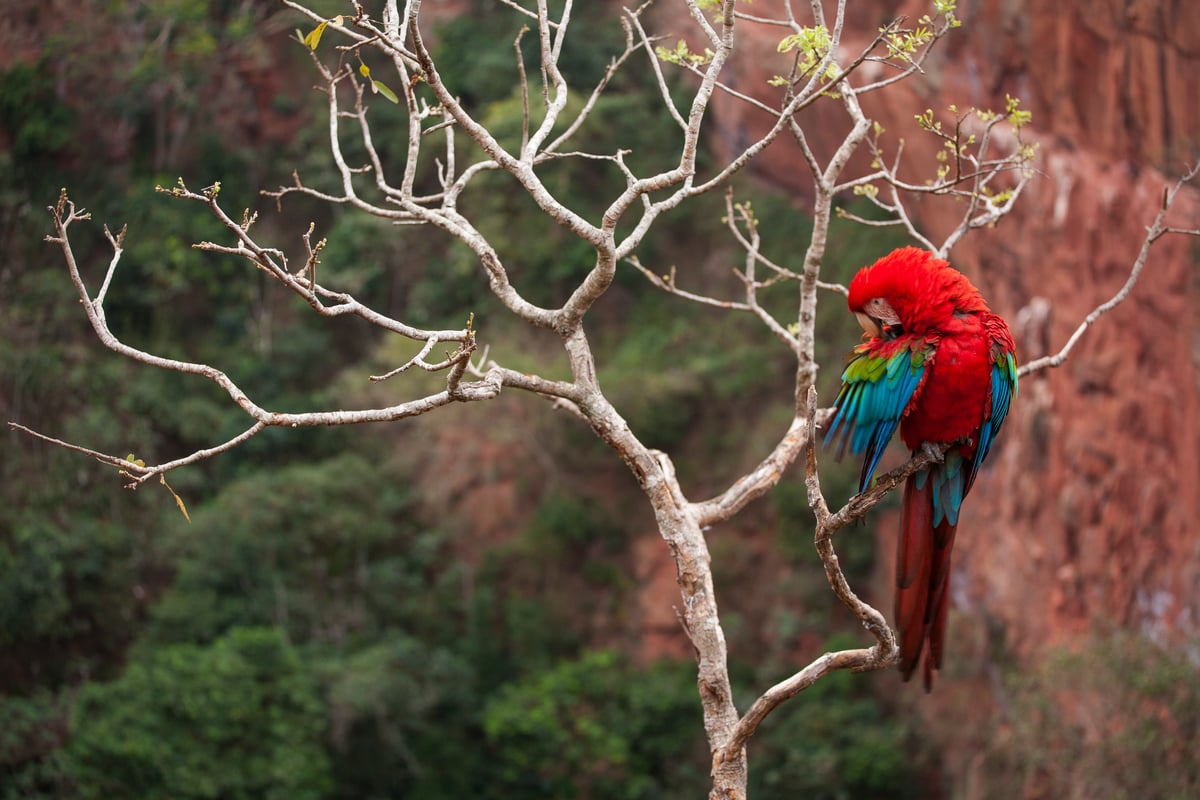 Red-and-green Macaw in Brazil. © Roberto Isotti / A.Cambone / Homo ambiens / Greenpeace Red-and-green Macaw in Brazil. © Roberto Isotti / A.Cambone / Homo ambiens / Greenpeace