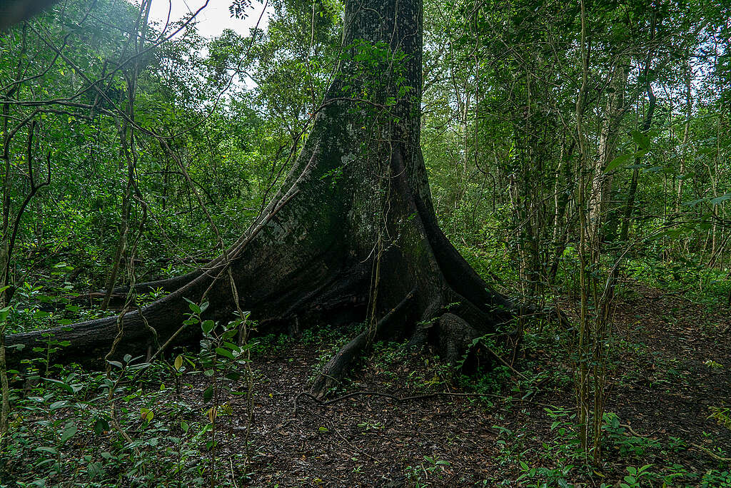 Flora y fauna de Calakmul. Flora y fauna de Calakmul.