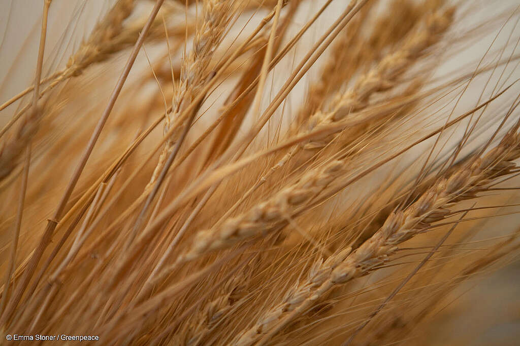 Fotografía con zoom de cebada. Fotografía con zoom de cebada.