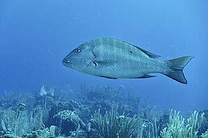 Pargo criollo (Lutjanus analis) nadando. Pargo criollo (Lutjanus analis) nadando.