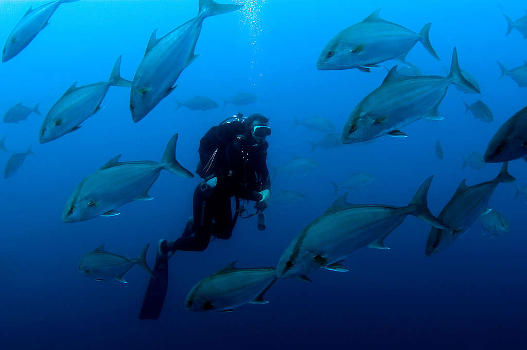 Almoco Jacks - Azores Deep Sea Life. © Greenpeace / Gavin Newman Almoco Jacks - Azores Deep Sea Life. © Greenpeace / Gavin Newman