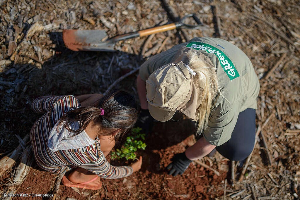 Activistas de Greenpeace y comunidades reforestando especies nativas. Activistas de Greenpeace y comunidades reforestando especies nativas.
