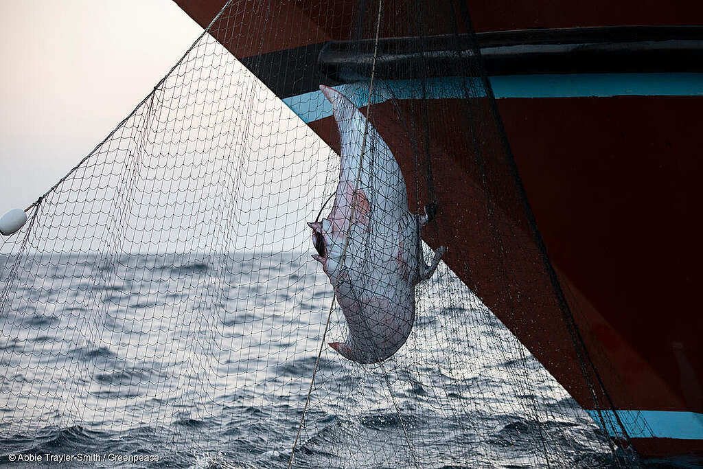 Fotografía de una raya diablo atrapada entre redes de pesca, justo frente a la proa de un barco en el mar. La escena muestra el impacto de la pesca industrial en la vida marina. Fotografía de una raya diablo atrapada entre redes de pesca, justo frente a la proa de un barco en el mar. La escena muestra el impacto de la pesca industrial en la vida marina.