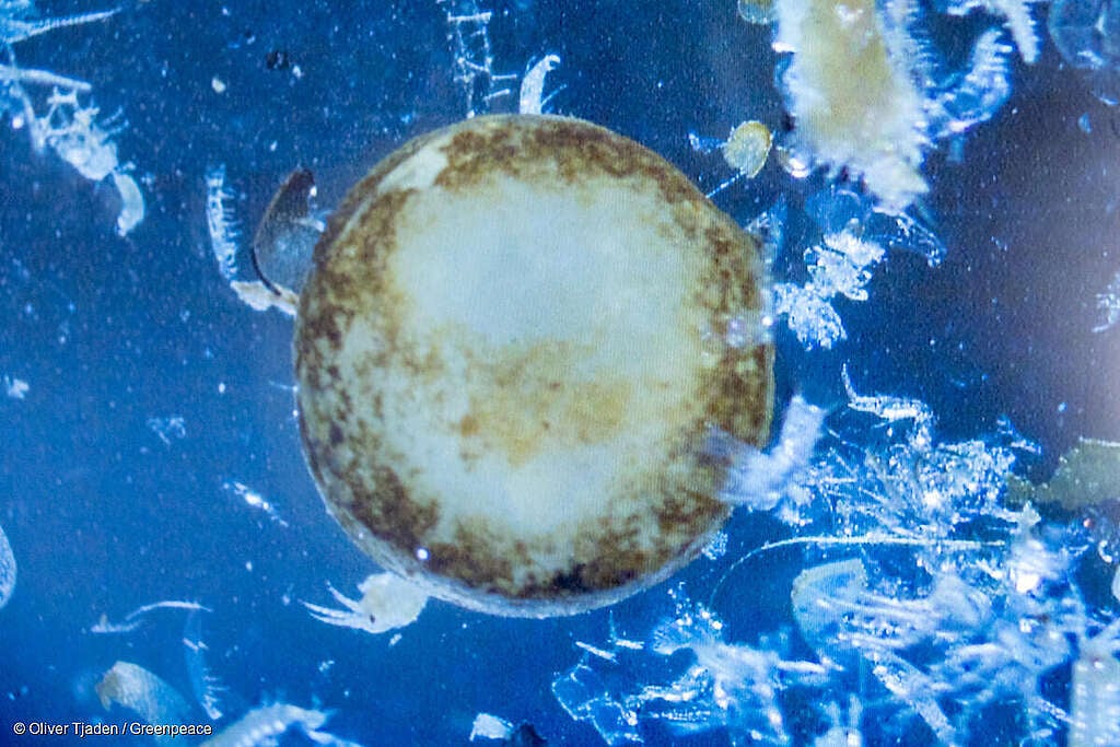 Muestra de agua y sedimento para realizar investigación de microplásticos. Muestra de agua y sedimento para realizar investigación de microplásticos.
