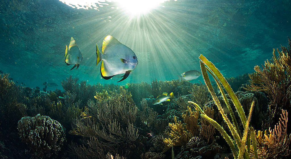 Batfish in Komodo National Park. © Paul Hilton / Greenpeace