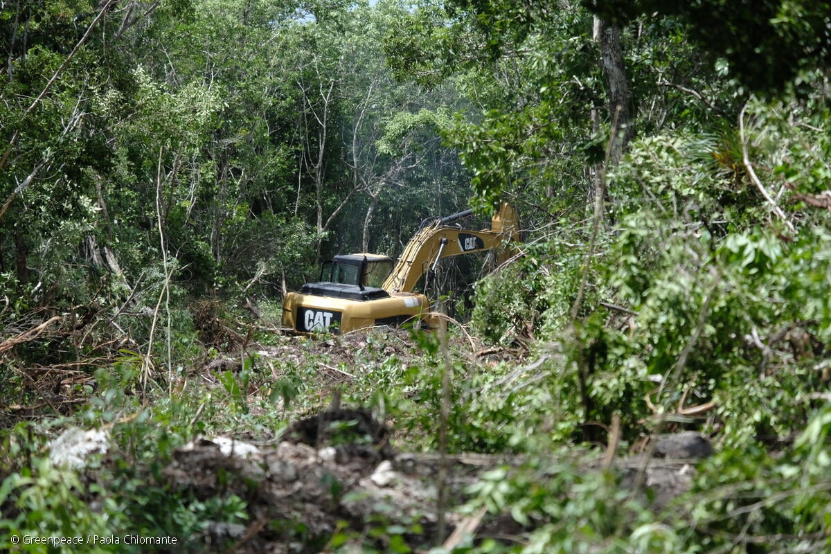Maquinaria pesada trabajando en la construcción del Tren Maya en medio de la selva, con árboles talados y vegetación destruida alrededor, mostrando el impacto ambiental del proyecto.