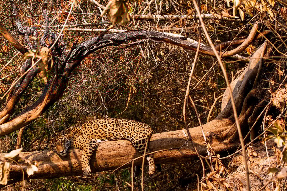 Jaguar (Panthera onca) in Pantanal, Brazil. © Leandro Cagiano / Greenpeace