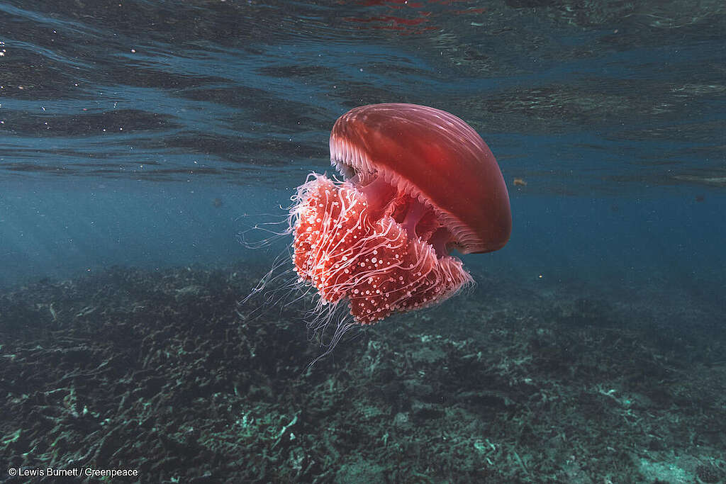 Fotografía submarina de una medusa campana roja (Crambione mastigophora) en las aguas del arrecife de Ningaloo. Fotografía submarina de una medusa campana roja (Crambione mastigophora) en las aguas del arrecife de Ningaloo.