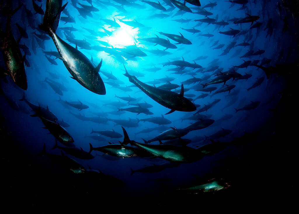 Tuna Cage in the Mediterranean Sea. © Greenpeace / Marco Care
