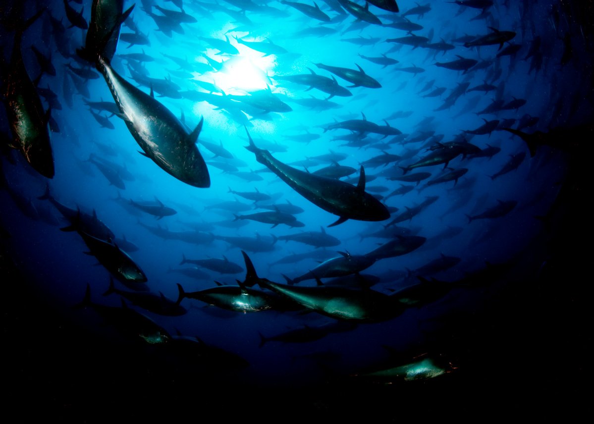 Tuna Cage in the Mediterranean Sea. © Greenpeace / Marco Care