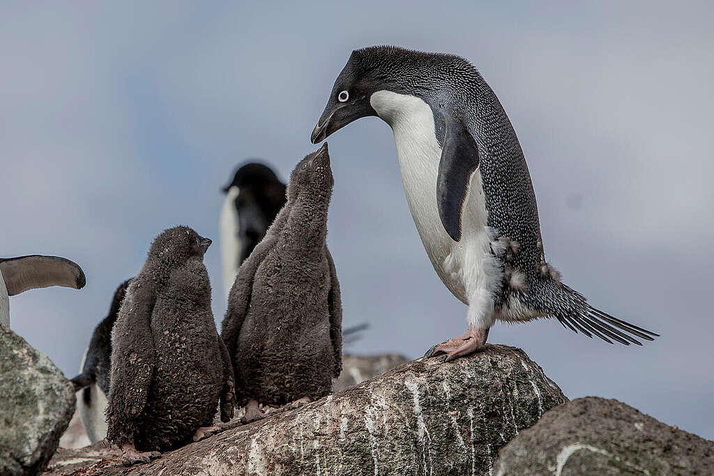 Fotografía de un pingüino con sus dos crías sobre una roca.