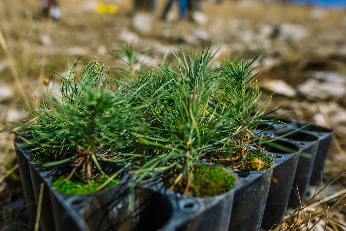 Reforestation Activity in Croatia. © Nevio Smajic / Greenpeace Reforestation Activity in Croatia. © Nevio Smajic / Greenpeace