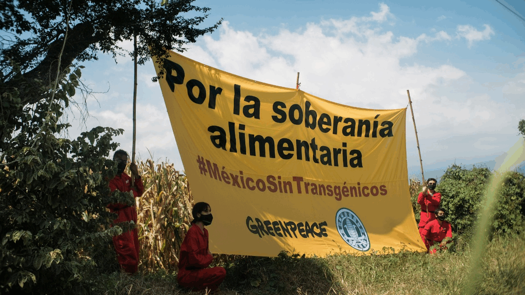 Fotografía de 4 activistas de Greenpeace en el campo sosteniendo una manta que dice "Por la soberanía alimentaria #MexicoSinTransgenicos"