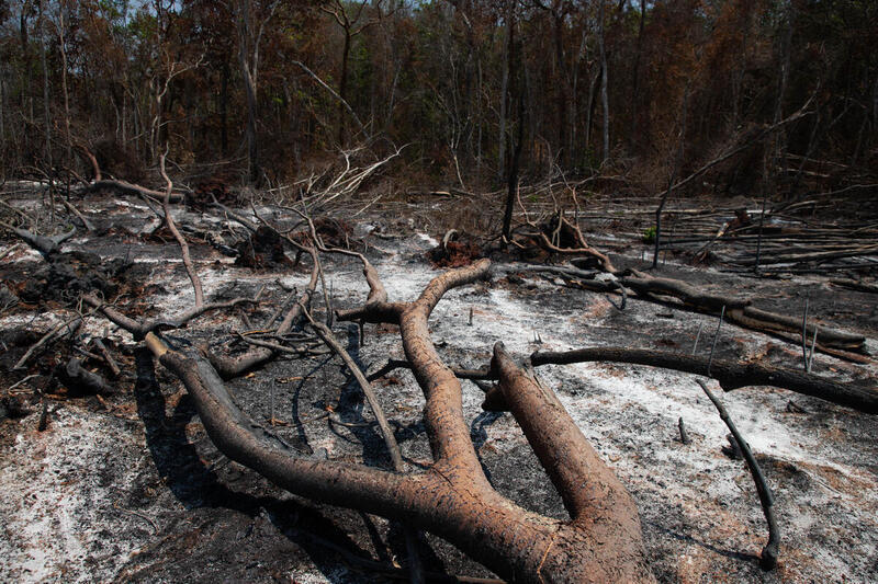 Fotografía de un tronco de árbol caído entre cenizas y polvo tras un incendio forestal. Fotografía de un tronco de árbol caído entre cenizas y polvo tras un incendio forestal.