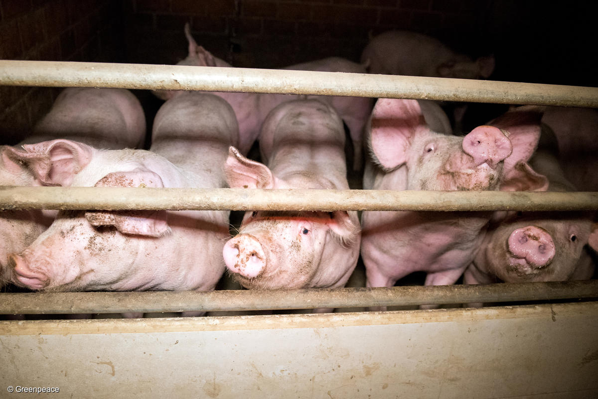 Habitantes de Sitilpech llaman a la SCJN a atraer caso de mega granja porcícola industrial ilegal