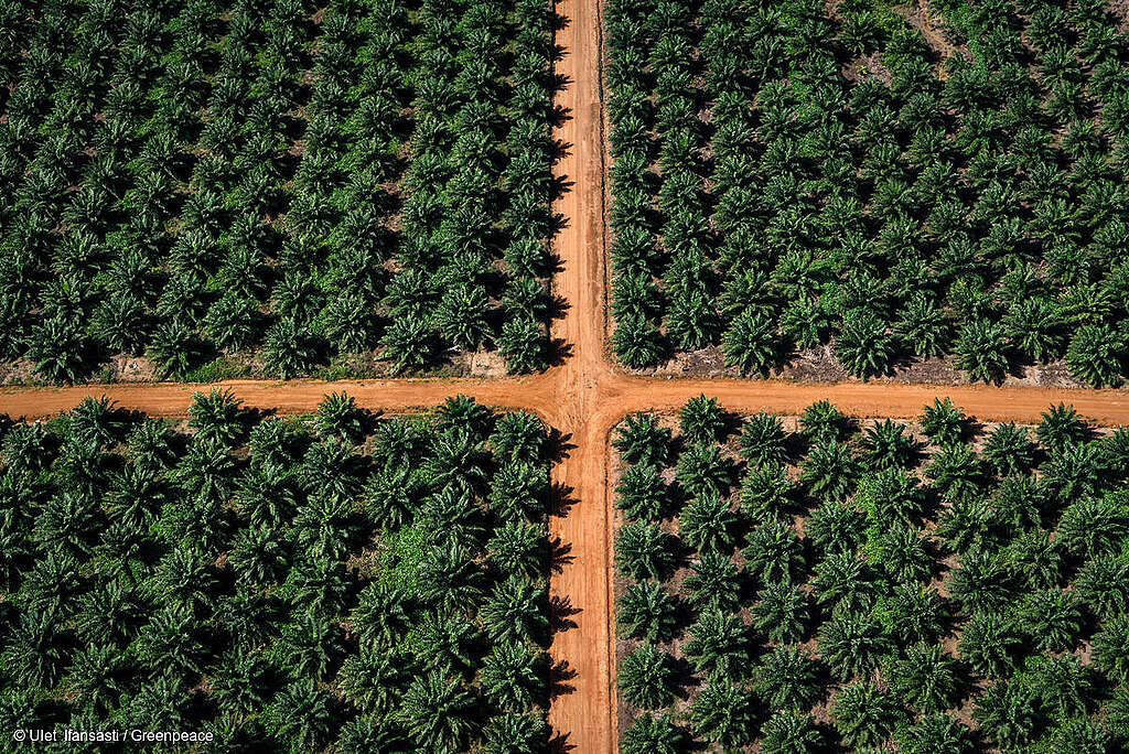 Toma aérea de un campo de plantaciones de palma aceitera.