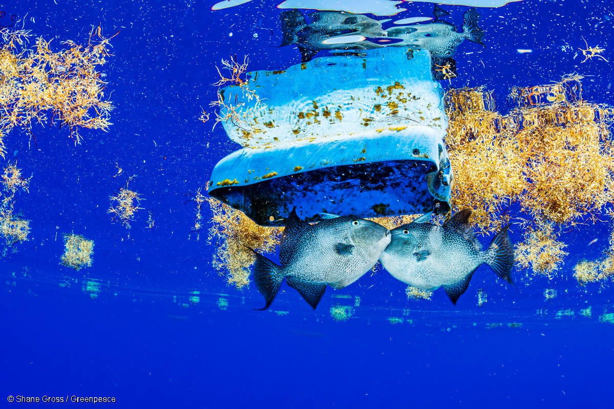 Peces y desechos plásticos en el Mar de los Sargazos