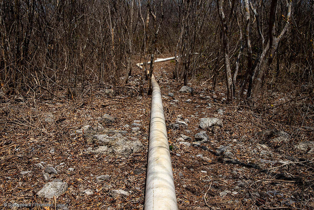 Fotografía de un tubo de drenaje de granja porcícola en Sitilpech, Yucatán. Fotografía de un tubo de drenaje de granja porcícola en Sitilpech, Yucatán.