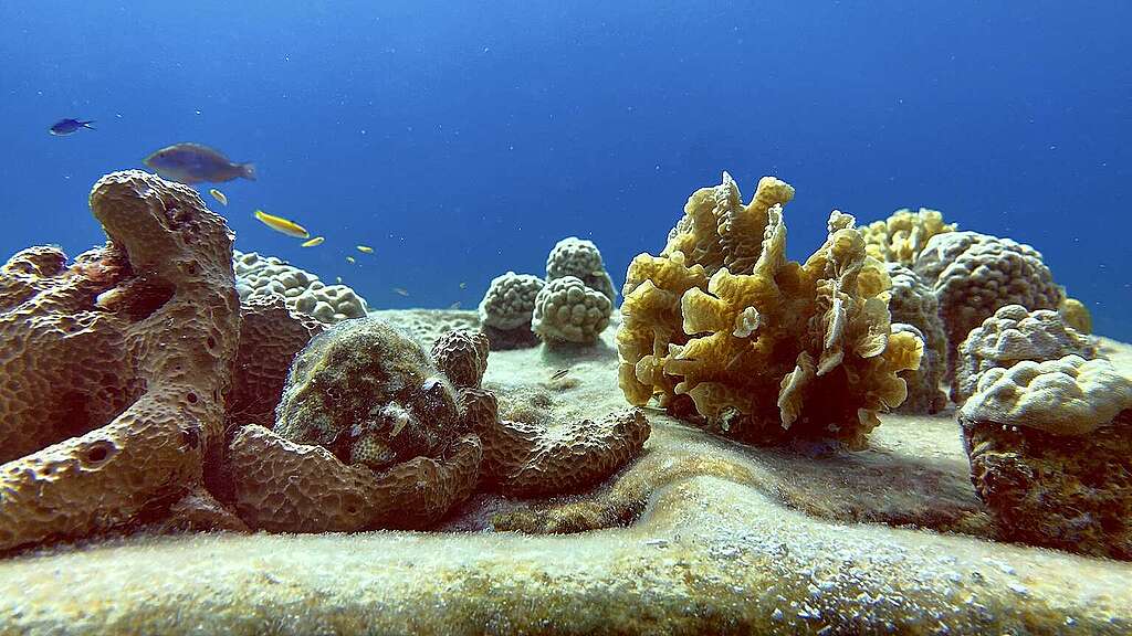 Fotografía submarina de la biodiversidad del arrecife Villa Blanca en Cozumel. Fotografía submarina de la biodiversidad del arrecife Villa Blanca en Cozumel.