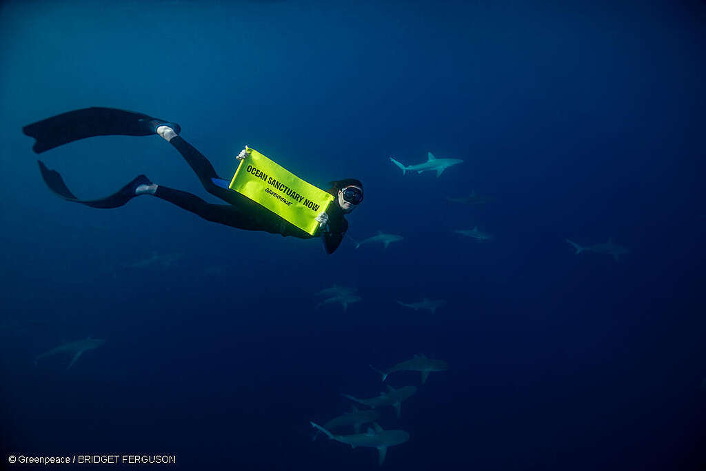 Amber Bourke sostiene una pancarta con la leyenda "Santuario Oceánico Ahora" junto a tiburones de Galápagos en las aguas azules a varios kilómetros de la isla Lord Howe. Amber Bourke sostiene una pancarta con la leyenda "Santuario Oceánico Ahora" junto a tiburones de Galápagos en las aguas azules a varios kilómetros de la isla Lord Howe.