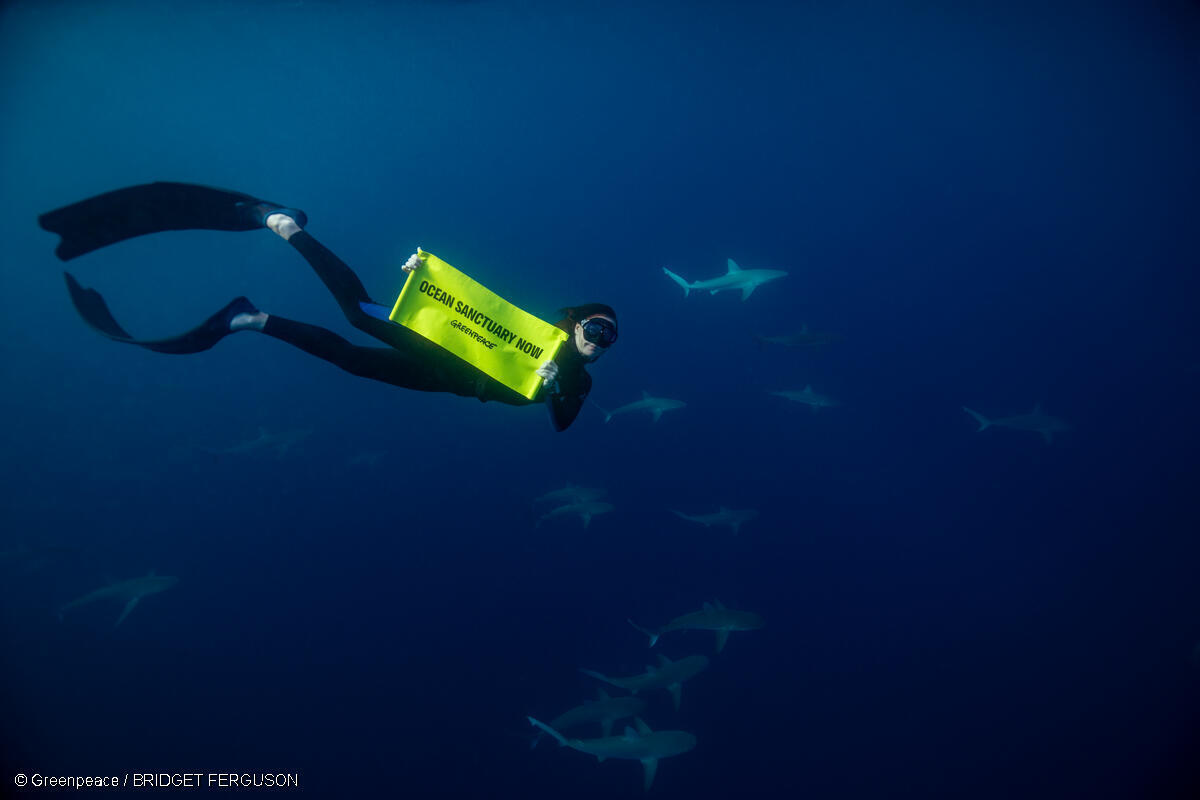 Amber Bourke sostiene una pancarta con la leyenda "Santuario Oceánico Ahora" junto a tiburones de Galápagos en las aguas azules a varios kilómetros de la isla Lord Howe.