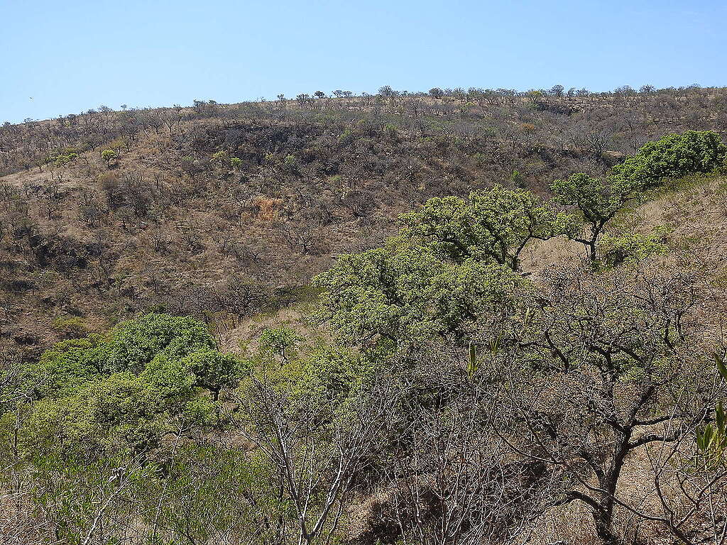 Fotografía panorámica del Bosque de Jalisco.