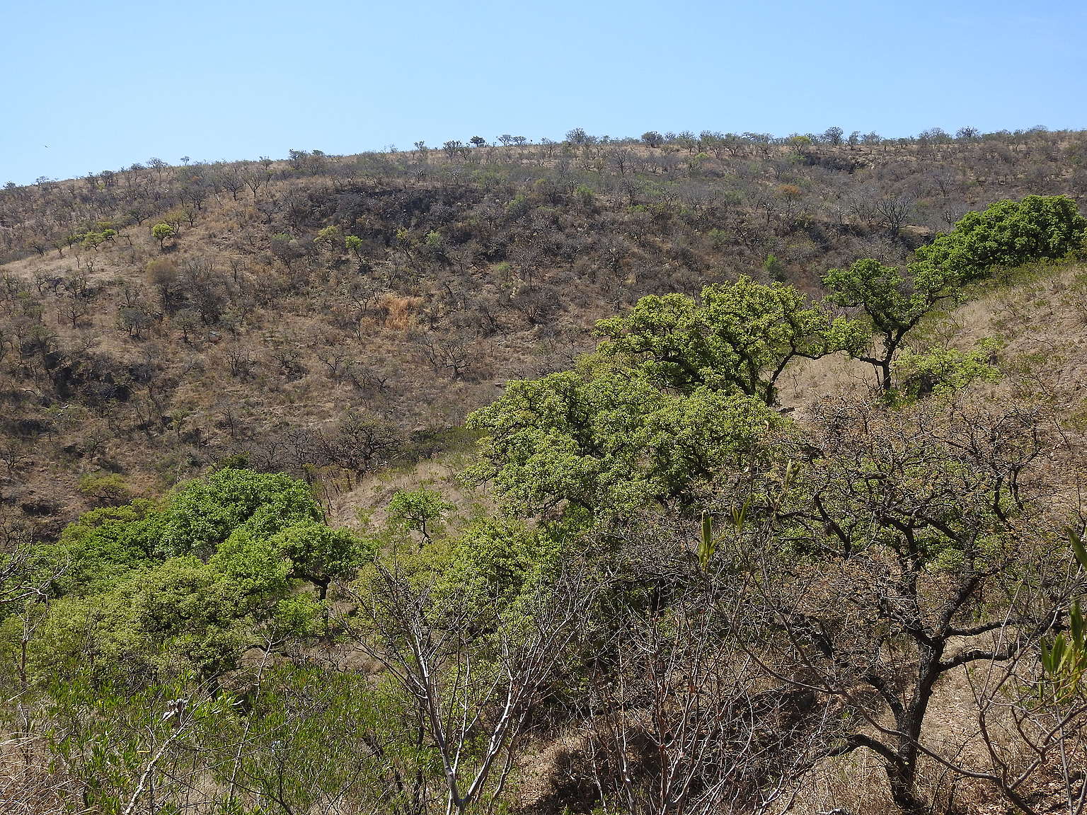 Fotografía panorámica del Bosque de Jalisco.