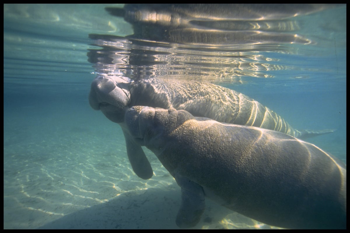 Manatees in Florida. © Donald Tipton / Greenpeace Manatees in Florida. © Donald Tipton / Greenpeace