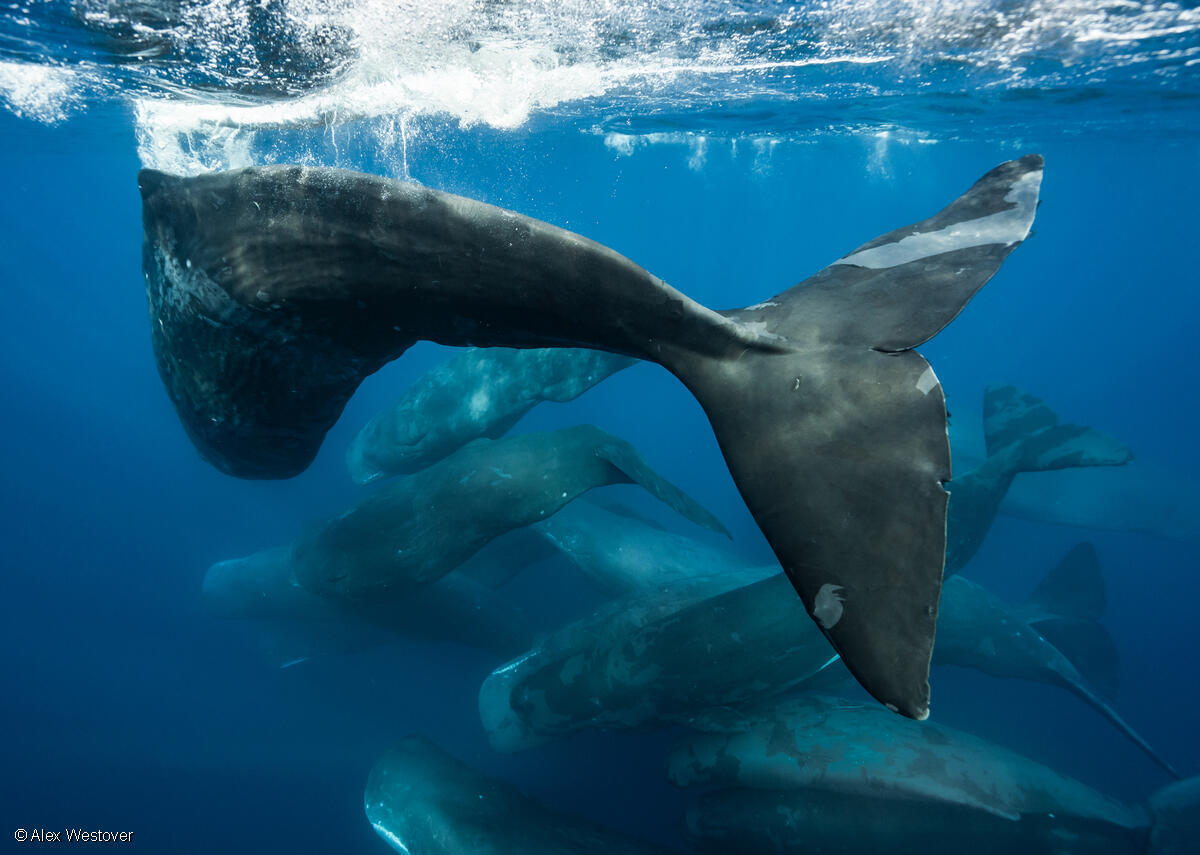 Cachalotes vistos de cerca bajo el agua en el Océano Índico, Australia