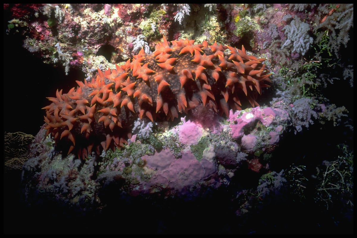 Sea Cucumber (Echinoderm) on the Helen coral reef, Belau Islands, Pacific. © Greenpeace / Jack Noble Sea Cucumber (Echinoderm) on the Helen coral reef, Belau Islands, Pacific. © Greenpeace / Jack Noble
