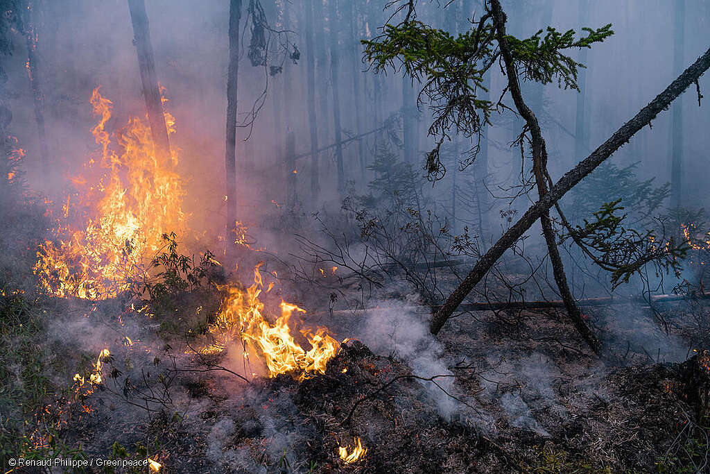 Fotografía de árboles caídos en llamas, se ve humo en la escena. Fotografía de árboles caídos en llamas, se ve humo en la escena.