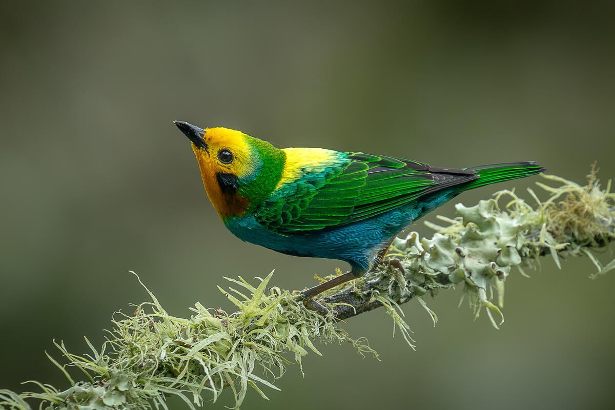 Tangara Multicolor (Chlorochrysa nitidissima) in Colombia. © Heiler Uribe Parra / Greenpeace