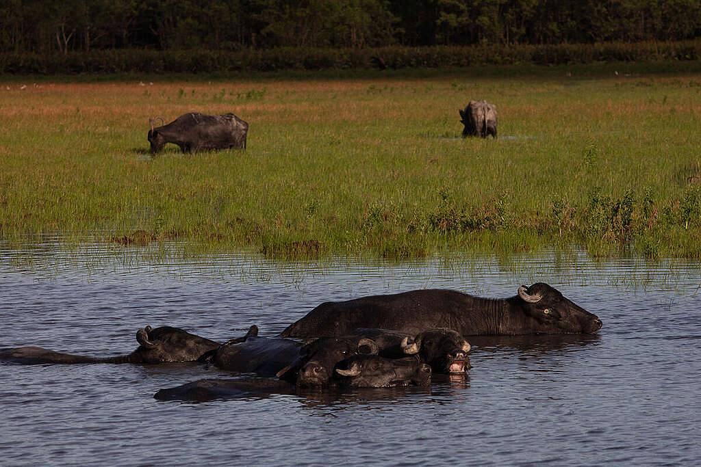 Buffalo in Foz do Amazonas Baisin in Goiabal, Brazil. © Enrico Marone / Greenpeace