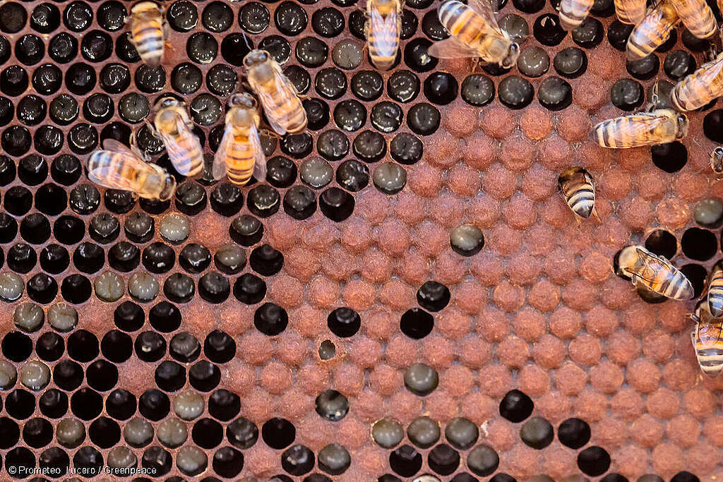 Fotografía de abejas en su panal en la Selva Maya.