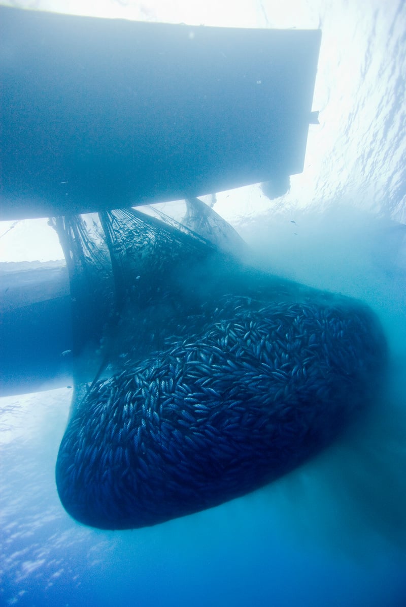 Philippine Purse Seine Fishing Operation. © Alex Hofford / Greenpeace