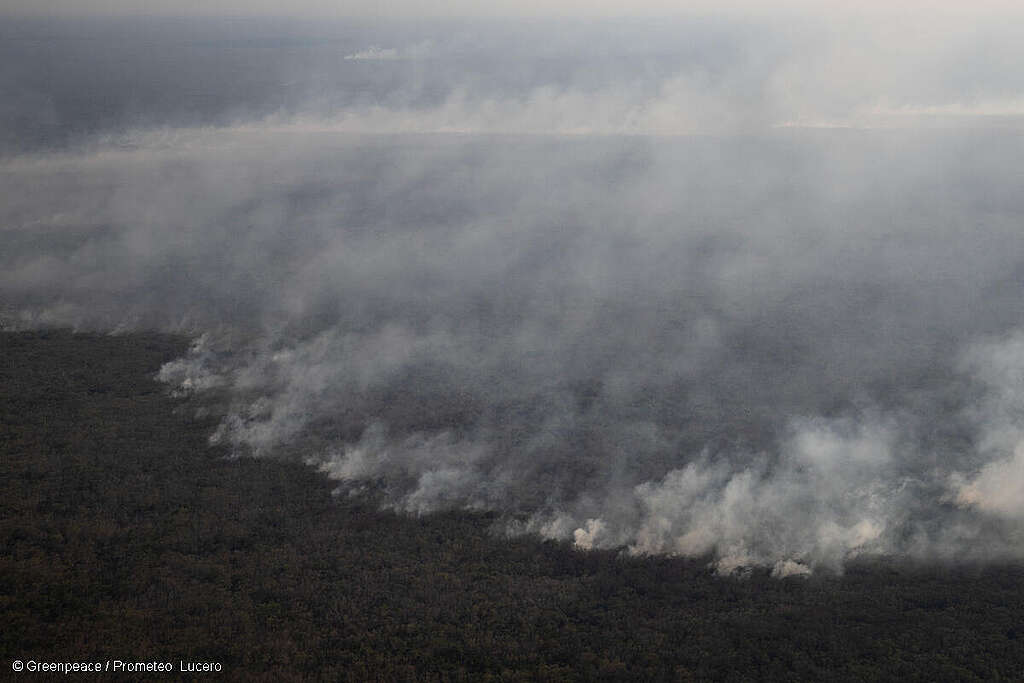Vista aérea de la Selva Maya; árboles entre humo y fuego.
