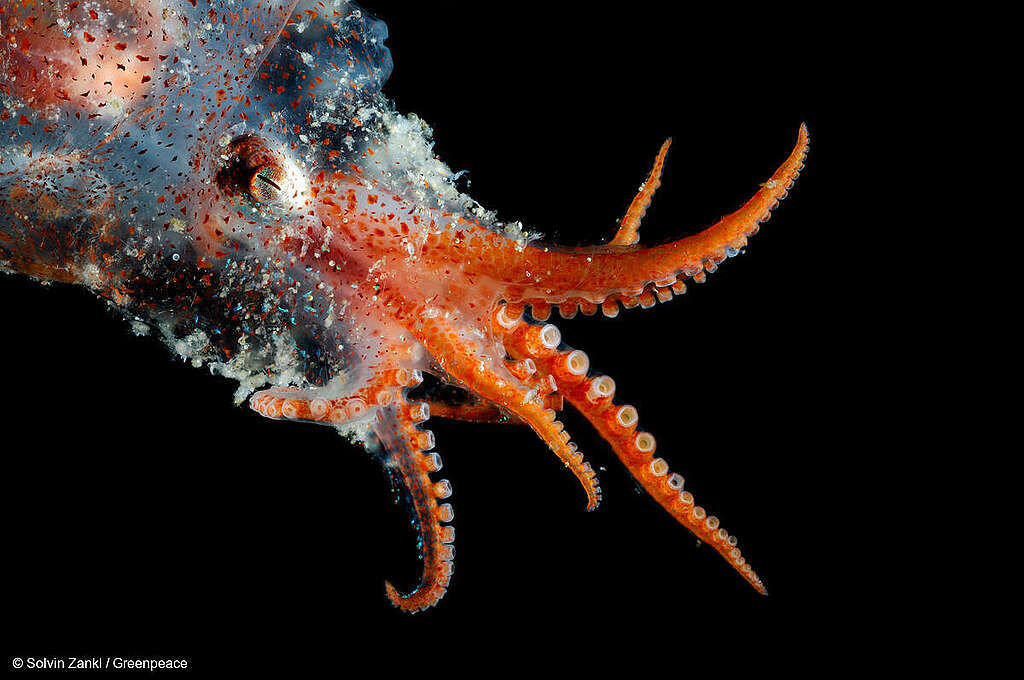 Imagen de un Bolitaena pygmaea, un pulpo pequeño, mesopelágico inferior a batipelágico Imagen de un Bolitaena pygmaea, un pulpo pequeño, mesopelágico inferior a batipelágico