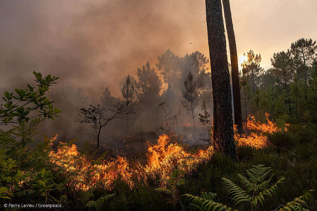 Fotografía de un incendio forestal en Gironda, Francia. Fotografía de un incendio forestal en Gironda, Francia.