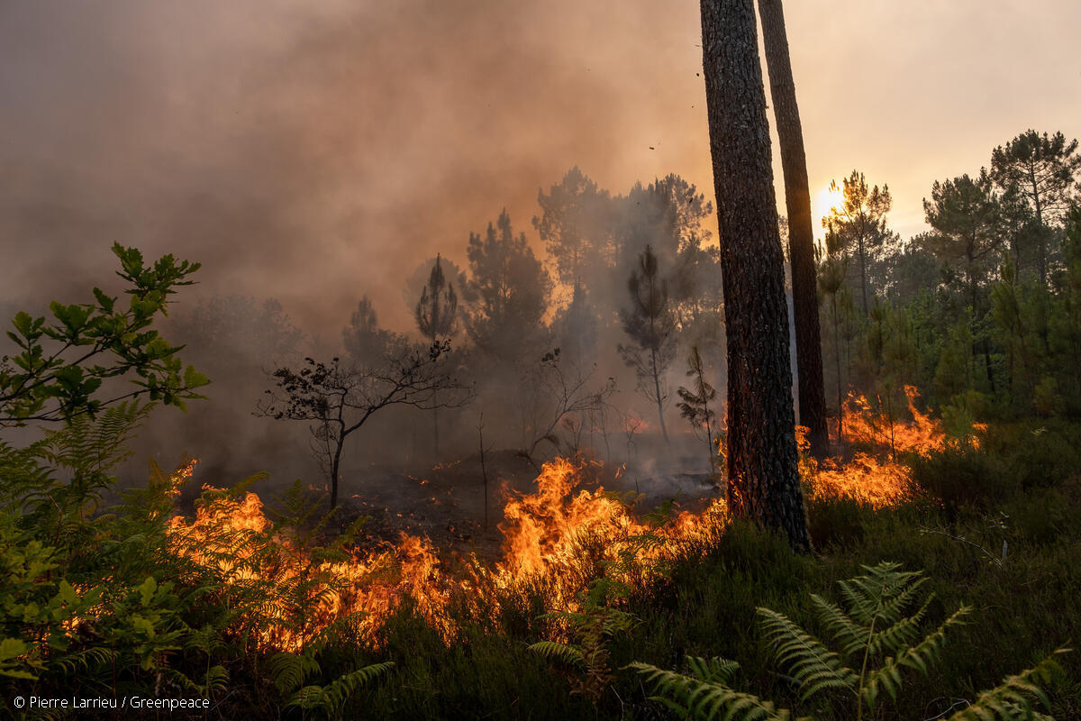 Fotografía de un incendio forestal en Gironda, Francia.