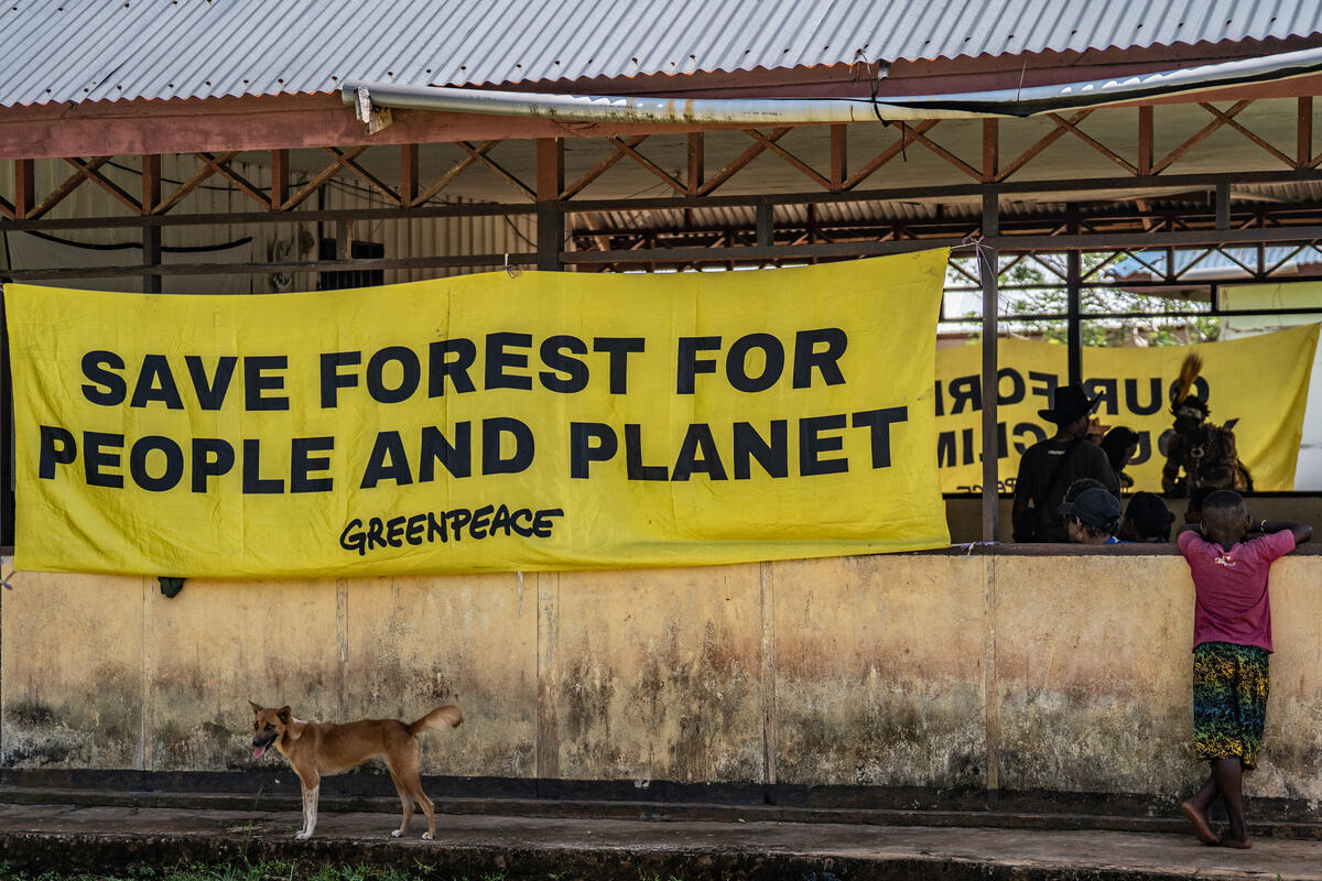 Wambon Tribe Prepare Food in Aiwat Village, Boven Digoel. © Jurnasyanto Sukarno / Greenpeace