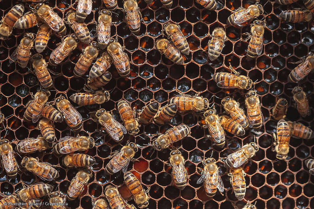 Fotografía aumentada de abejas en un panal.