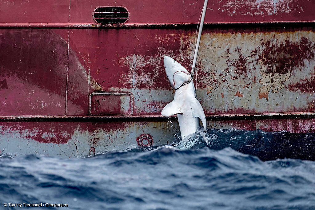 Fotografía de un tiburón izado a bordo del Nuevo Zumaya, un palangrero español que captura pez espada en el Atlántico Suroriental.