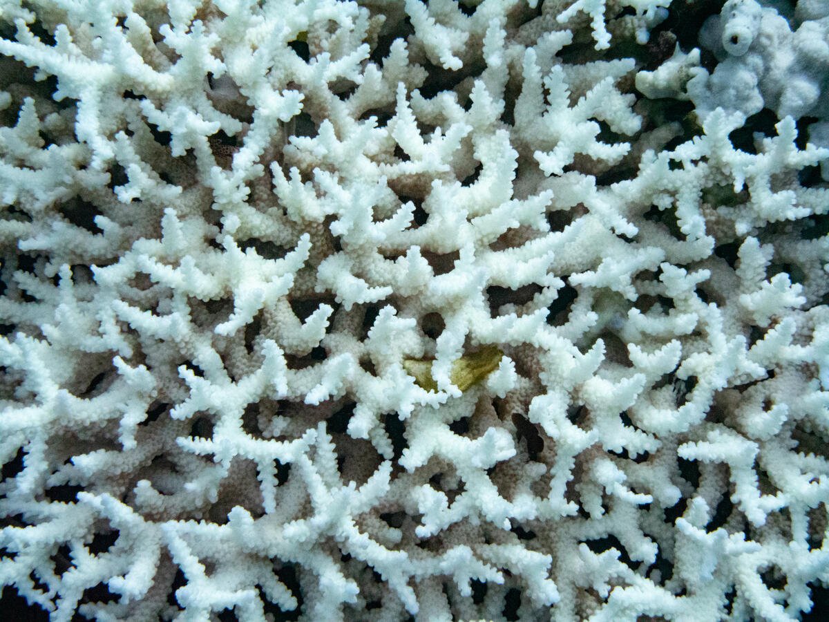 Coral Bleaching Investigation in South Taiwan. © Lion Yang / Greenpeace Coral Bleaching Investigation in South Taiwan. © Lion Yang / Greenpeace