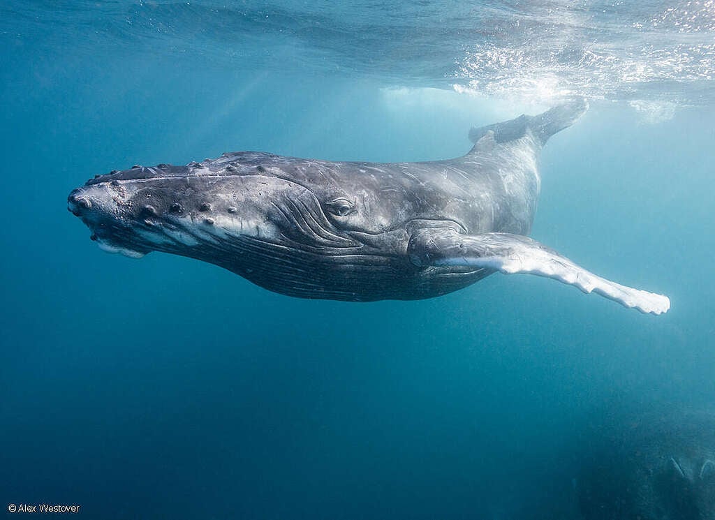 Ballena jorobada bajo el agua en el Océano Índico, Australia Occidental